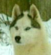 Akela