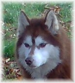 LITTLE LOBO OF INIVRUK