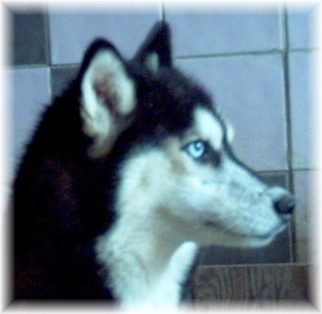 NORZOUAK OF INIVRUK