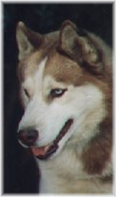 VIK
