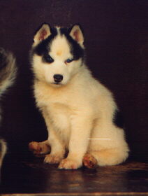 Magnifique chiot pinto !