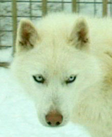 VOLF